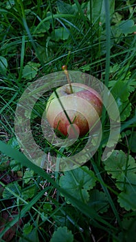 an apple in the grass