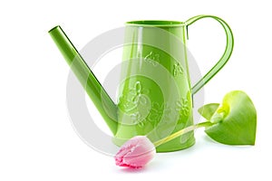 Apple green watering-can and tulip