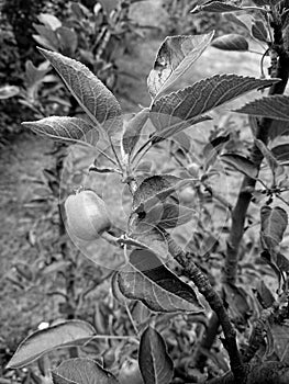 Apple growing in a tree