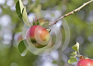 apple growing on a tree on a banch in summer