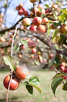 Apple hanging from tree