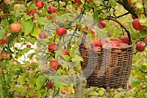 Apple harvest photo