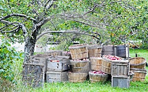 Apple harvest