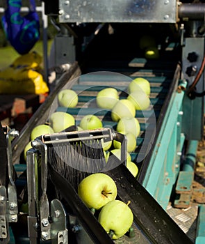 Apple harvest