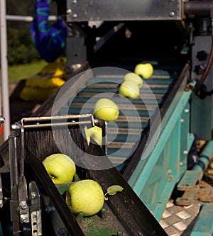 Apple harvest