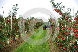 Apple harvest