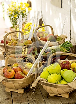 Apple harvest