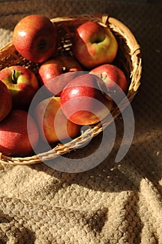 Apple harvest in a basket with a lot of red ripe fruits on draperied bedcover.