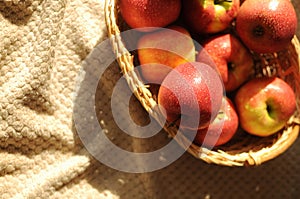 Apple harvest in a basket with a lot of red ripe fruits on draperied bedcover.