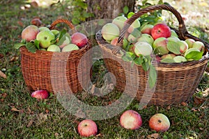 Apple harvest with baskets