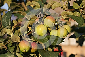 2015 apple harvest in the country