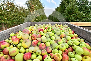 Apple harvest - crates of fresh apples for transport and sale