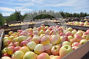 Apple harvest - crates of fresh apples for transport and sale