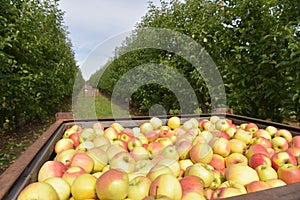 Apple harvest - crates of fresh apples for transport and sale