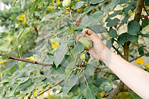 Apple harvest, hand pulls a small green Apple from the tree