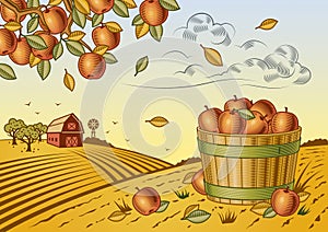 Apple harvest landscape