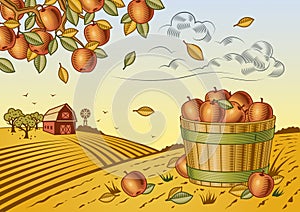 Manzana cosecha 