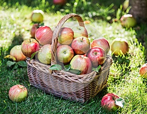 Apple harvest. Ripe red apples in the basket on the green grass.