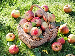 Apple harvest. Ripe red apples in the basket on the green grass