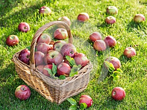 Apple harvest. Ripe red apples in the basket on the green grass.