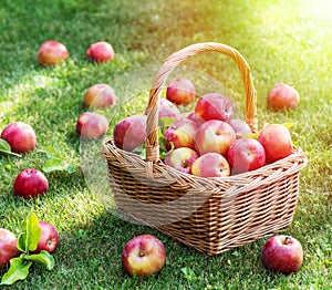 Apple harvest. Ripe red apples in the basket on the green grass