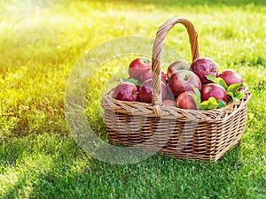 Apple harvest. Ripe red apples in the basket on the green grass