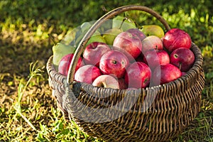 Apple harvest. Ripe red apples in the basket on the green grass. Apple harvest. Ripe red apples photo
