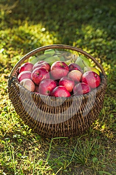 Apple harvest. Ripe red apples in the basket on the green grass. Apple harvest. Ripe red apples photo