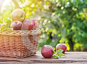 Apple harvest. Ripe red apples in the basket on the table