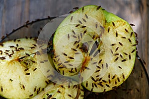 An apple that has been cut in half has been left to attract the fruit flies