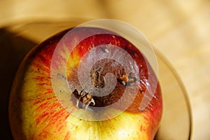 An apple has a bruise where it has fallen off the tree and is starting to rot, this is attracting fruit flies