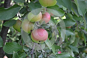 Apple. Home garden. House, field, farm, village