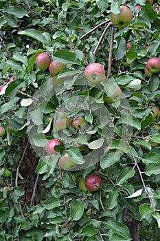 Apple. Home garden. House, field, farm, village