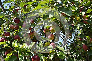 Apple. Home garden. House, field, farm, village