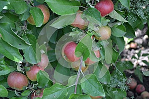 Apple. Home garden. House, field, farm, village