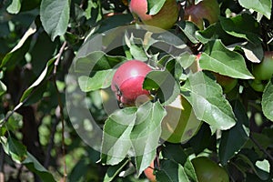 Apple. Home garden. House, field, farm, village