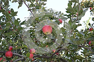 Apple. Home garden. House, field, farm, village