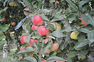 Apple. Home garden. House, field, farm, village