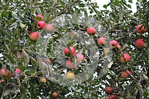 Apple. Home garden. House, field, farm, village