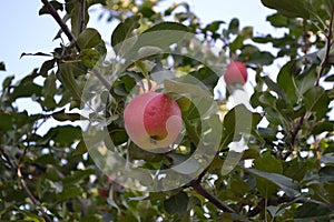 Apple. Home garden. House, field, farm, village