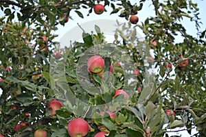 Apple. Home garden. House, field, farm, village