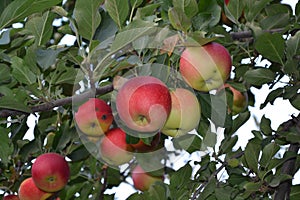 Apple. Home garden. House, field, farm, village