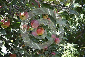 Apple. Home garden. House, field, farm, village