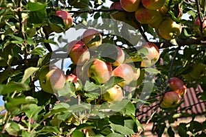 Apple. Home garden. House, field, farm, village