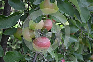 Apple. Home garden. House, field, farm, village