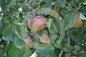 Apple. Home garden. House, field, farm, village