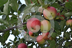 Apple. Home garden. House, field, farm, village