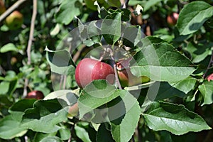 Apple. Home garden. House, field, farm, village