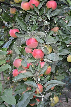 Apple. Home garden. House, field, farm, village