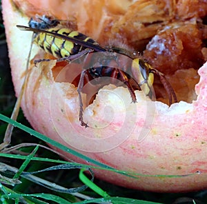 Apple Hornet